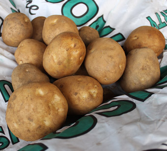 Marfona potatoes